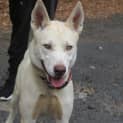 Photo of Apollo