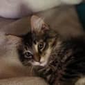 Photo of Pebbles