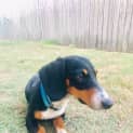 Photo of Rocky