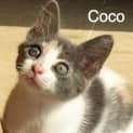Photo of Coco