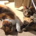 Photo of Molly And Tigerlilly