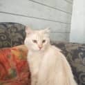 Photo of Bubbles
