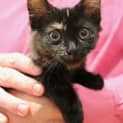 Photo of Latte ~ Sweet Female Tortoiseshell Kitten