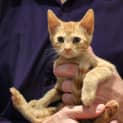 Photo of Chino ~ Lovely Male Ginger Kitten