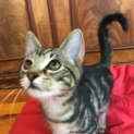 Photo of Bob Located In Northcote