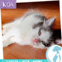 Photo of Koa