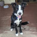 Photo of Reuben ~ 6mo Border Collie (On Trial 17/2/20)