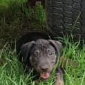 Photo of Poppy