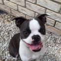 Photo of Frankie