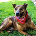 Photo of Sid ~ 10yr Red Cattle ~ Adopted 26/4/2020