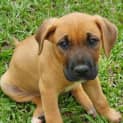 Photo of Athena