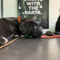 Photo of Junie