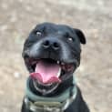 Photo of Zeus ~ 7 Yr Old Staffy (Adopted By Carer)