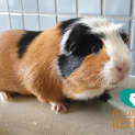 Photo of Rudy (Desexed Male)