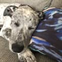Photo of Gracie ~ 8mo Cattle X Puppy (On Trial 3/2/20)