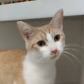 Photo of Gingy