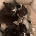 Photo of Mouse