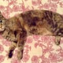 Photo of Tiggy Located In Lower Templestowe