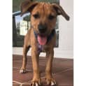 Photo of Scooby ~ Mastiff X Ridgeback Pup (On Trial 9/2/20)