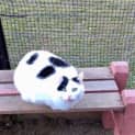Photo of Bella