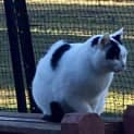 Photo of Bella