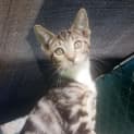 Photo of Molly