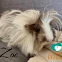 Photo of Roa (Desexed Male) And Zoe (Indoor Home Only)