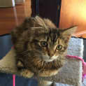 Photo of Phoebe ^^Dandy Cat Rescue^^