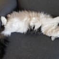 Photo of Tiger Located In Northcote