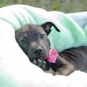 Photo of Grace ~ Lovely Kelpie X Staffy Pup On Trial 2/3/20