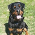 Photo of Arnold ** Absolutely Adorable **