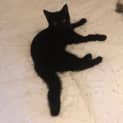 Photo of Murphy Located In Thornbury