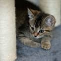 Photo of Charlie ~ Gorgeous Tabby Kitten (On Trial 1/3/20)