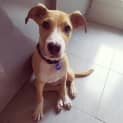 Photo of Willow ~ 9 Month Old Whippet X ~ On Trial 22/3/20