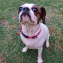 Photo of Lady