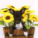 Photo of Griffin 
