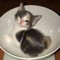 Photo of Rihanna ^^Dandy Cat Rescue^^