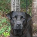 Photo of Ruby