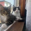 Photo of Lentil Meet Me At Pet Stock Eltham