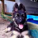 Photo of Juno ~ Shepherd Puppy ~ On Trial 19/4/20