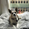 Photo of Muppet