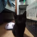 Photo of Loki