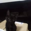 Photo of Thor