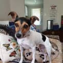 Photo of Pip