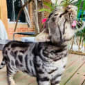 Photo of Zorro