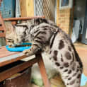 Photo of Zorro