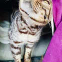 Photo of Zorro