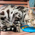 Photo of Zorro