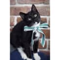 Photo of Stormy ~ Black And White Kitten (On Trial 22/3/20)