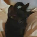 Photo of Nero